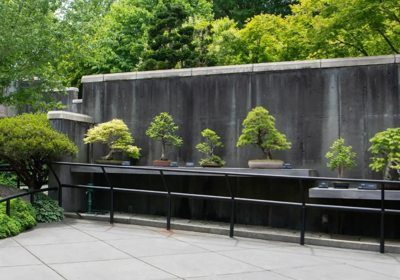 Bonsai Exhibition Garden at the North Carolina Arboretum