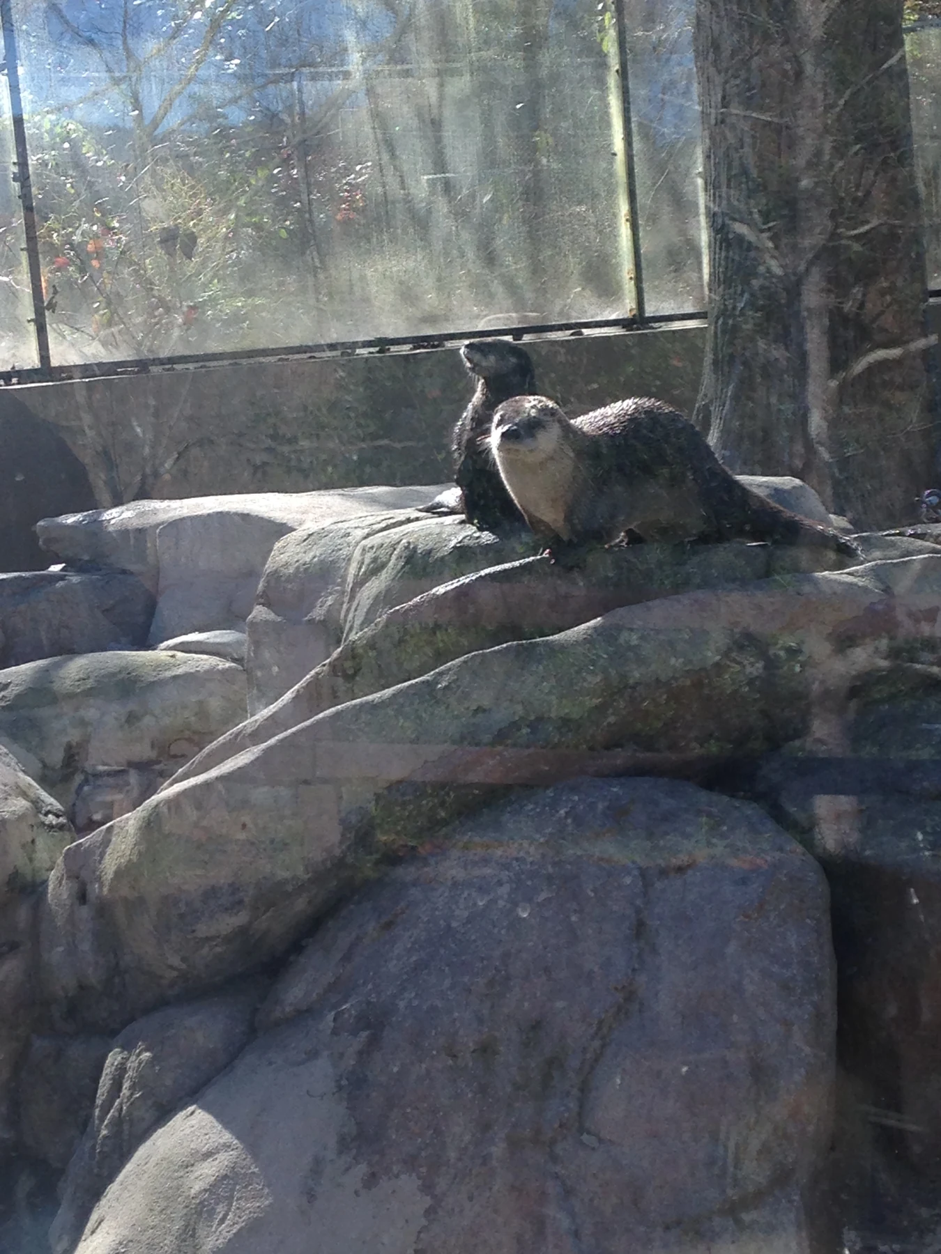 North American river otters at the WNC Nature Center